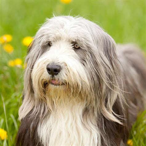 Breeds Of Dogs Long Haired Dog Bread