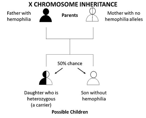 Ncbddd Hemophilia Images X Chromosome Inheritance Father Hemophilia 700px