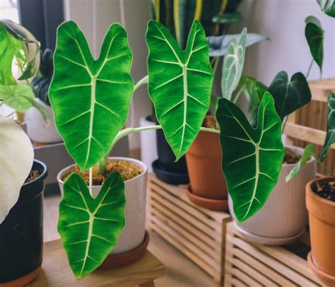 A Guide To Tropical Indoor Plants 15 Best Houseplants