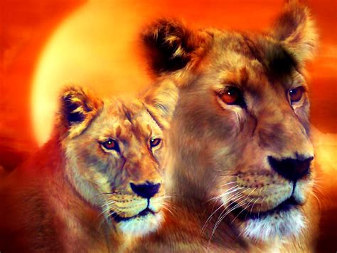 Lion Wildlife Masai Lion Wallpaper Best Free Download Pics