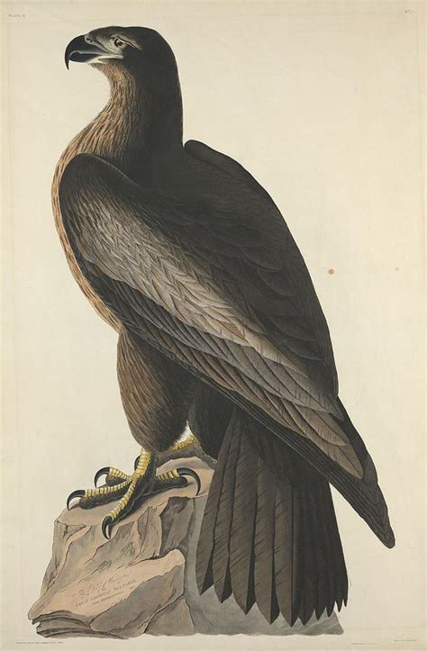 The Bird Of Washington Or Great American Eagle Drawing By John James