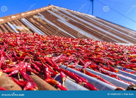 Chili Peppers Stock Image Image Of Roof Metal Chili 103001427