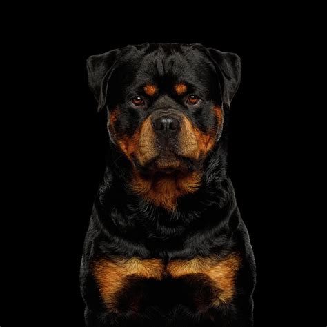 Rottweiler Photograph By Sergey Taran Pixels
