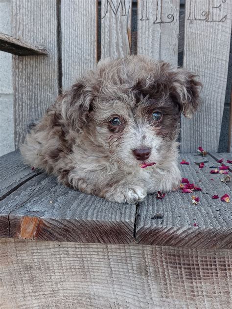 Mini F1b Aussiedoodle For Sale Wooster Oh Female Dolly Ac Puppies Llc