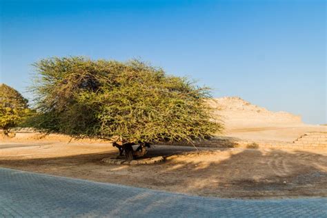 Oman Trees In Dhofar Stock Photo Image Of Holiday Gulf 12154288