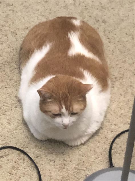 He Chonk Rchonkers