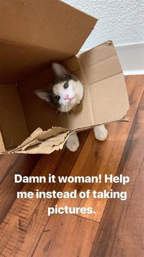 The best memes from instagram, facebook, vine, and twitter about caturday. Cat Memes 2019 - 60 Cat Memes to Inspire You To Take A ...