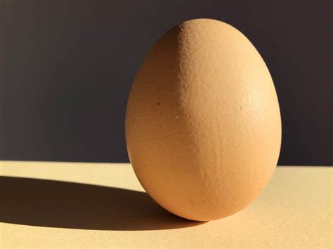Israeli Archeologists Recover Rare Intact 1000 Year Old Chicken Egg