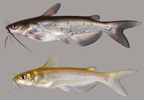 Channel Catfish Discover Fishes