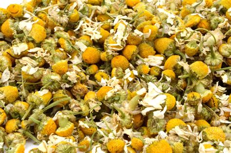 Dried Chamomile Flowers 250g For Herbal Tea Making Cooking Gin Etsy Uk