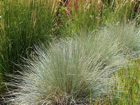 New Utah Gardener Blue Oat Grass