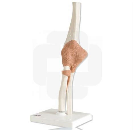 Arriba 75 Imagen Modelo Anatomico Funcional Thcshoanghoatham Badinh