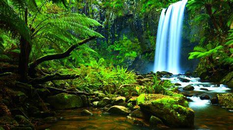 Amazon Rainforest Waterfall Backiee