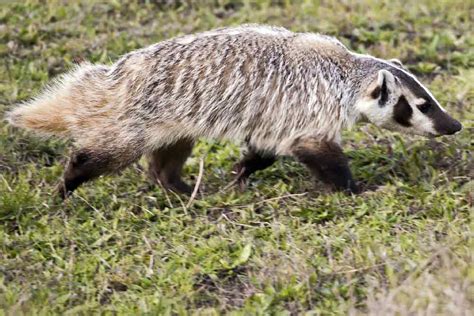 38 American Badger Profile Facts Traits Skull Habitat Angry