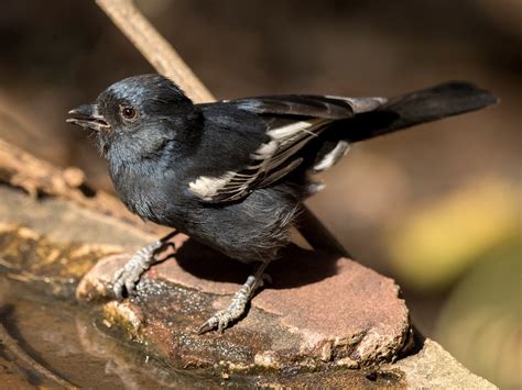 Southern Black Tit Ebird
