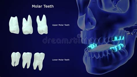 Human Tooth Molar Teeth Stock Illustration Illustration Of Premolar