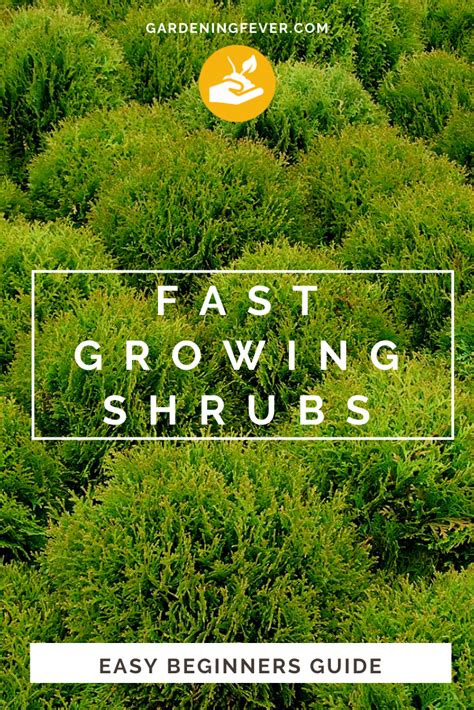 Fast Growing Shrubs Easy Beginners Guide Gardening Fever Growing