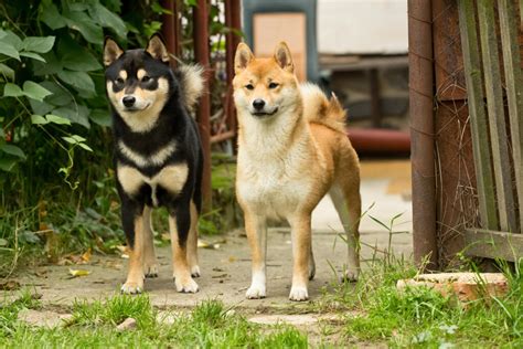 Japanese Shiba Inu Dogs Dog Breeds