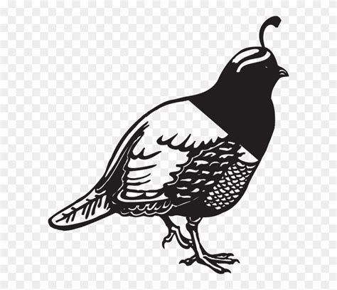 Quail Clipart Black And White Free Transparent Png Clipart Images
