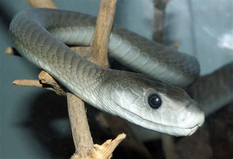 The black mamba is found in rocky savannas and lowland forests. Black mamba - Wikipedia