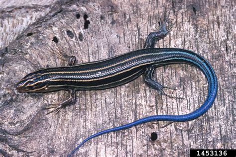 Five Lined Skink Plestiodon Fasciatus