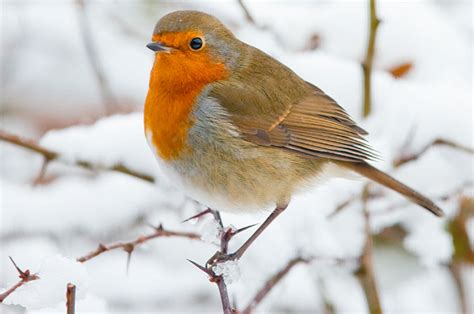 Feeding Wild Birds In Winter A Checklist Wilkolife