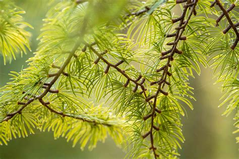 How To Grow And Care For Golden Larch Tree