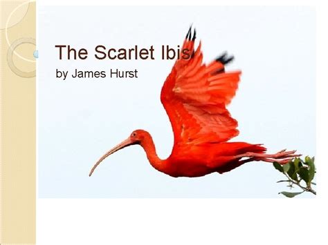 The Scarlet Ibis By James Hurst Bleeding Tree