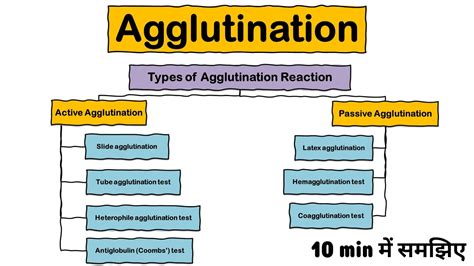 Agglutination Reaction Types Of Agglutination Active Passive Microbiology Ag Ab