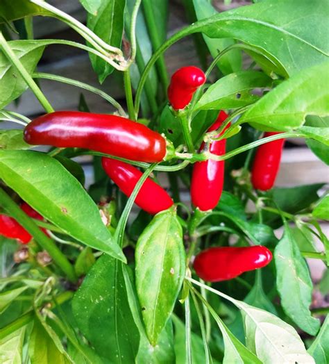 CHILLI African Birds Eye seeds – Boondie Seeds