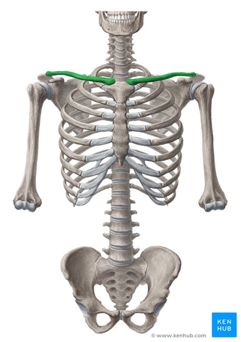 The ribs articulate with the sternum via the costochondral (cc) junction. Shoulder Girdle - Anatomy | Kenhub