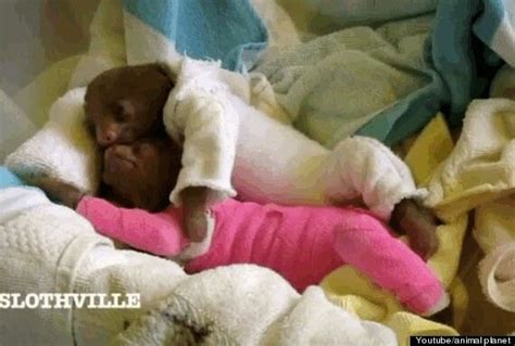 Sloths In Clothes Baby Sloth Animal Hugs Sloth Stuffed