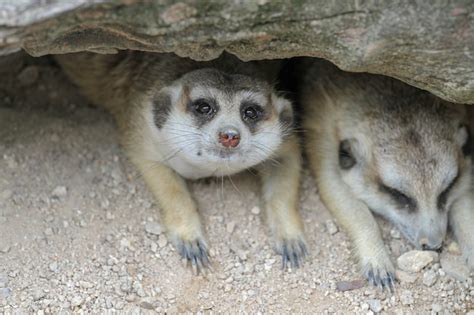 Premium Photo Suricata Suricatta Or Meerkat Sleep In Cave