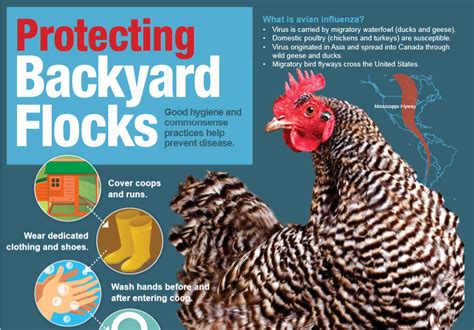 Alabama Poultry Flocks Test Positive For Avian Influenza Panhandle