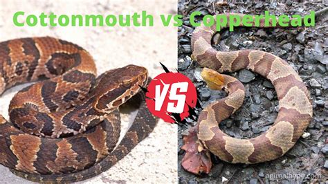 Cottonmouth Vs Copperhead Snake What Is The Difference Animal Hype