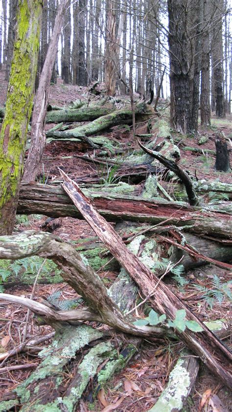 Fallen Timber Hampton Pine Forest Hogarthoriginals Flickr
