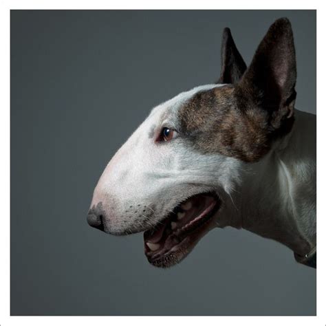 I had to use more physical clues in this series. Image of Gerrard Gethings / Bull Terrier (With images) | Bull terrier, Bull, English bull terriers