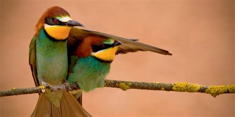 Birdlife International Cambridge Conservation Initiative
