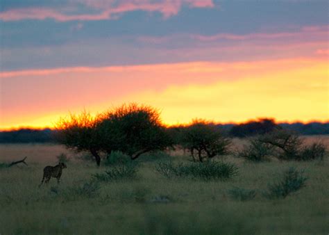 Nxai Cheetah Sunset 3 Chris Hill Wildlife Photography