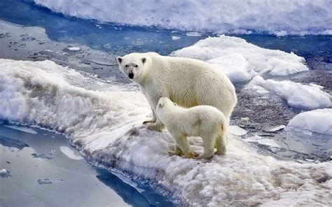 Two Polar Bears On Ice Filled Area Near Body Of Water Hd Wallpaper