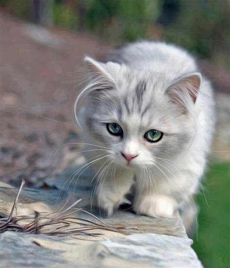 Cats With Long Hair Coming Out Of Their Ears Rtkrockytopkid