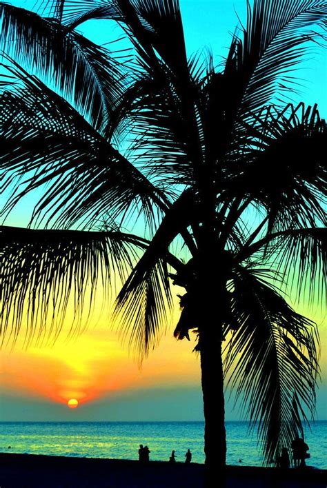 Palm Tree Sunset Photography Sunset Beach Beautiful Ocean Tropical