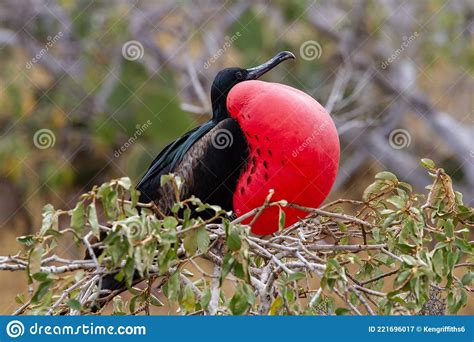 Male Frigate Bird Royalty Free Stock Photography