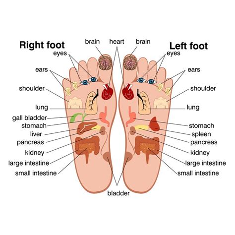 Reflexology Zones Of The Feet Feet Therapy Reflexology Massage Therapy