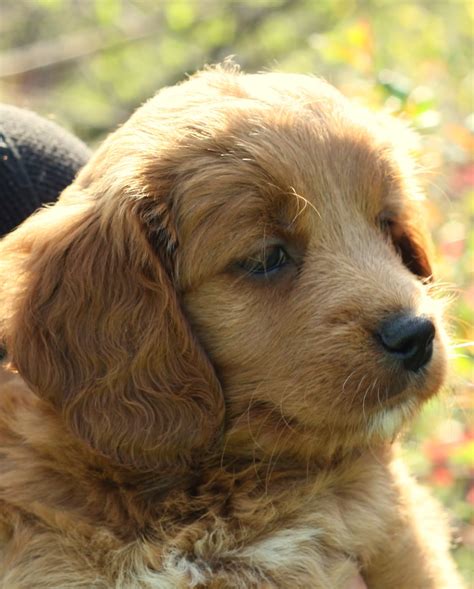 An f1 stands for a first generation and means that the puppy is 50% golden retriever and 50% poodle. Ruby and Riley are the proud parents of this current ...