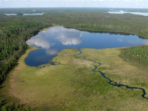 Albertas Boreal Forest Endangered By Climate Change