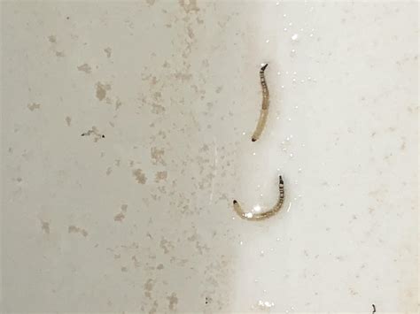 They are the offspring of the tiny drain fly which you occassionally see on the shower wall. box medianet: Toilet For Worms