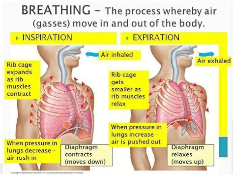 Human Breathing Mechanism Ppt Respiratory System Breathing Gambaran