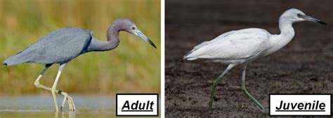 11 Types Of Herons Found In Georgia Nature Blog Network