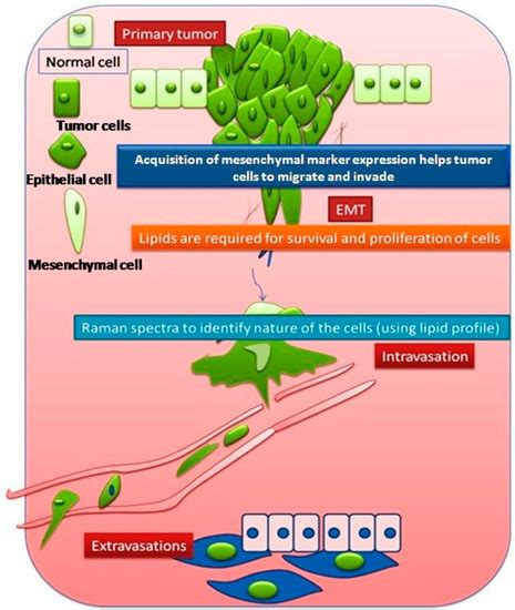 Normal Floor Of Mouth Photosynthesis